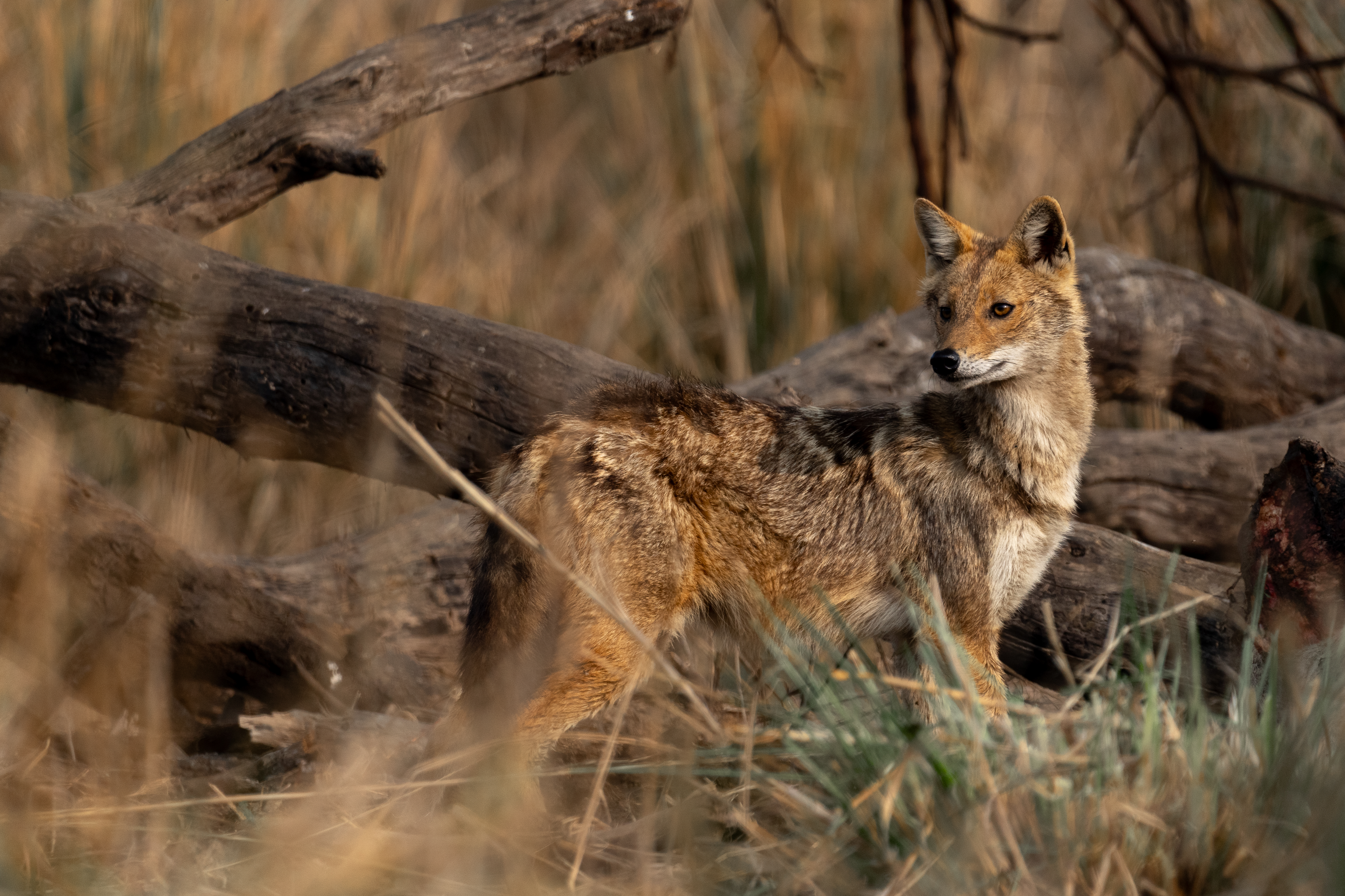 Day of the Jackal – Indian Golden Jackal with a Cattle kill
