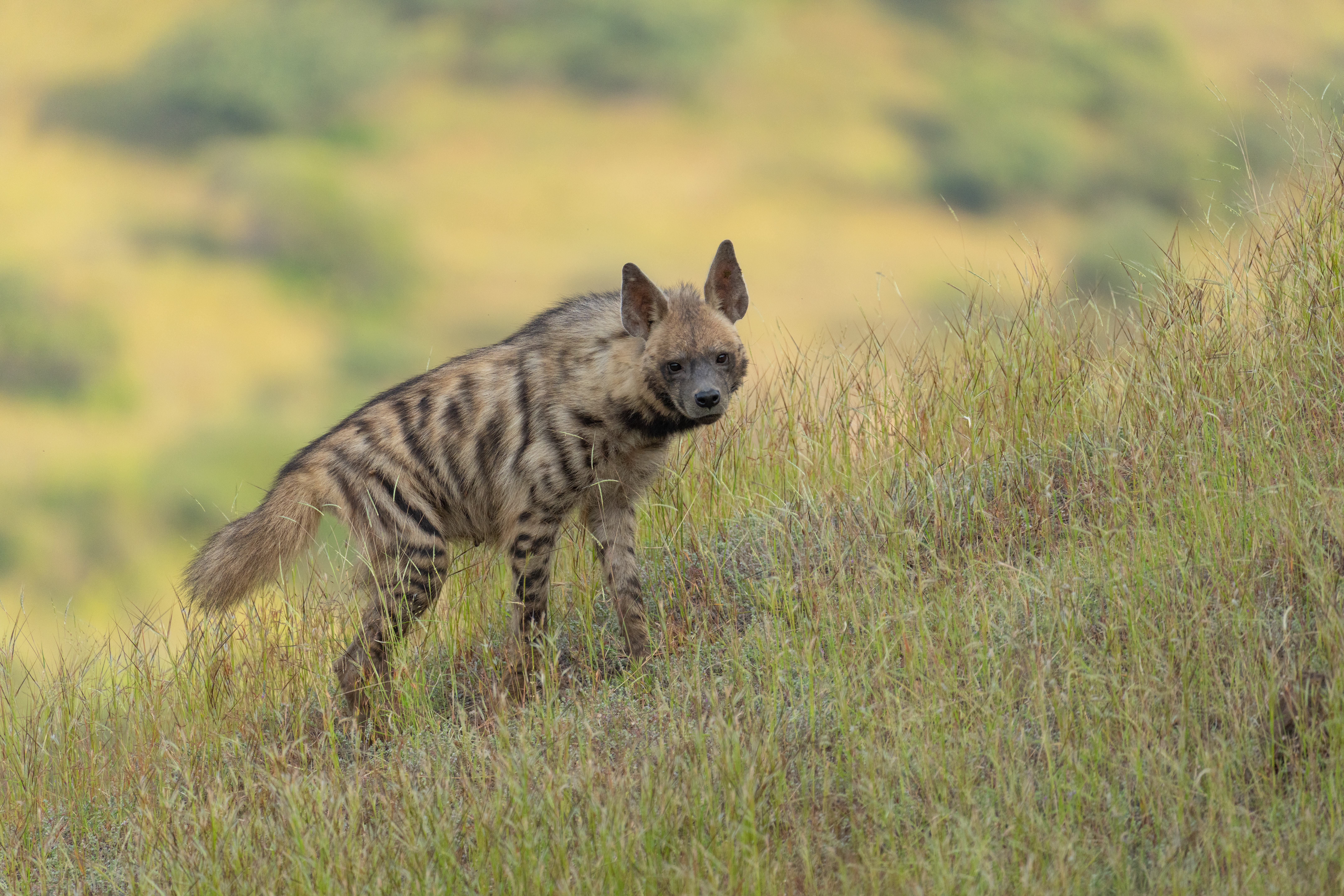 Habitat shots of Indian Striped Hyenas